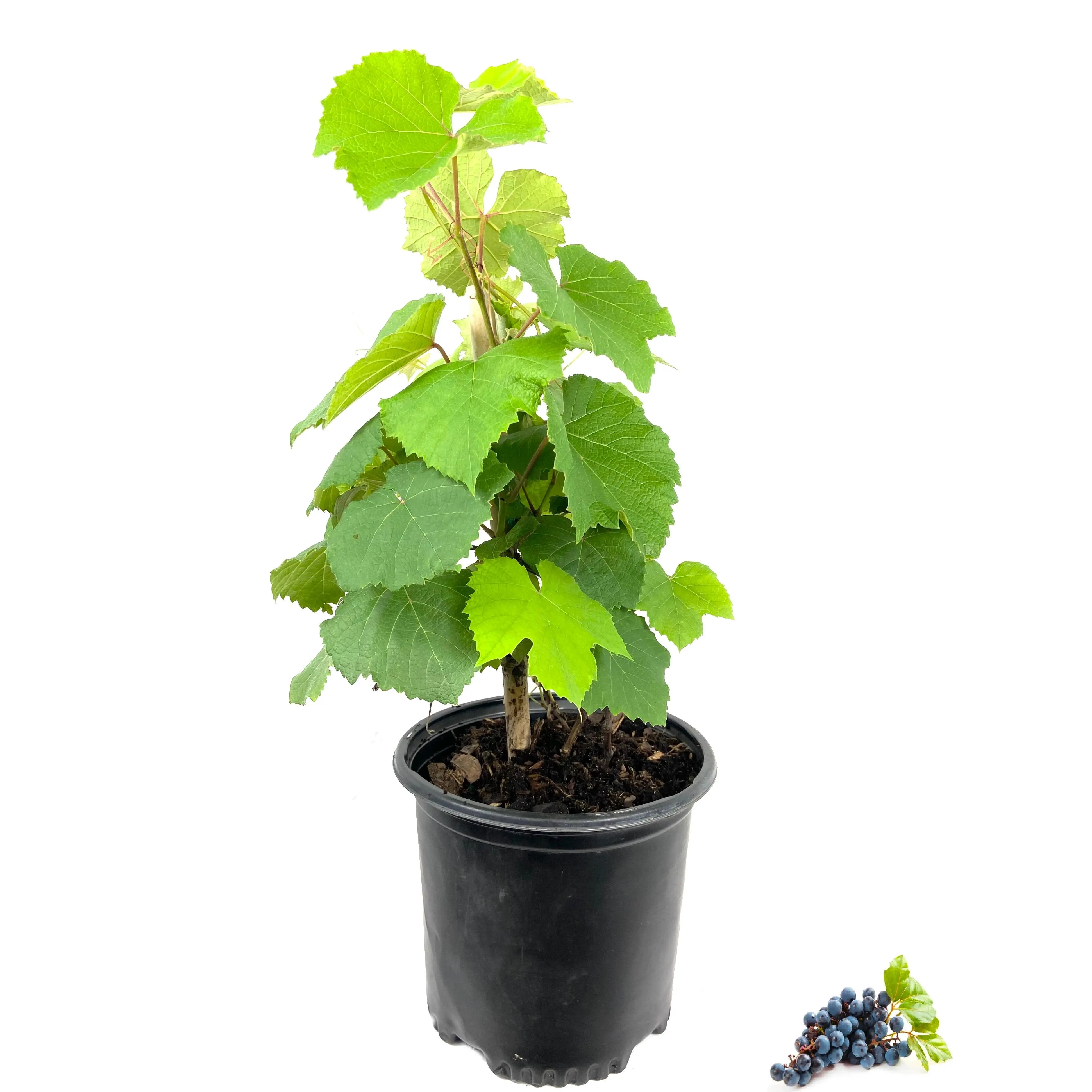 Grape Vine Plant - Live Plant in a 6 Inch Growers Pot - Variety is Grower's Choice Based on Health, Beauty and Season - Edible Fruit Bearing Tree for The Patio and Garden