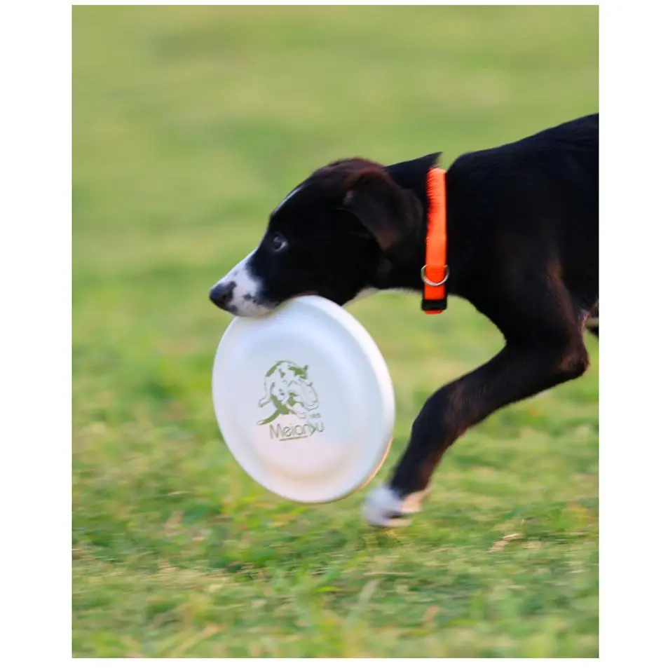 Plastic Solid Chew-Resistant Standard Competition Dog Disc - Soft Rim, Gentle on Teeth, Optimized for Accurate Throws, Ideal for Training and Backyard Disc Sports, Frisbee Sport, Agility Training, Backyard Fun, 185Mm, Blue Blank Disc (185Mm)