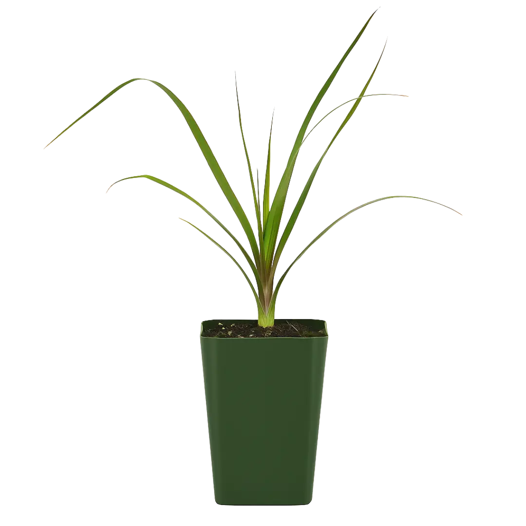 Ponytail Palm – Easy Care Indoor Desk Plant