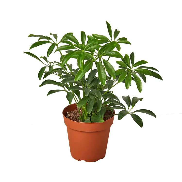 212 MAIN Dwarf Evergreen Schefflera Arboricola Umbrella Tree - 3-Pack Indoor House Plant with Oblong Leaves, Slender Stalks, for Home Improvement, Garden Decoration, Plant Decor