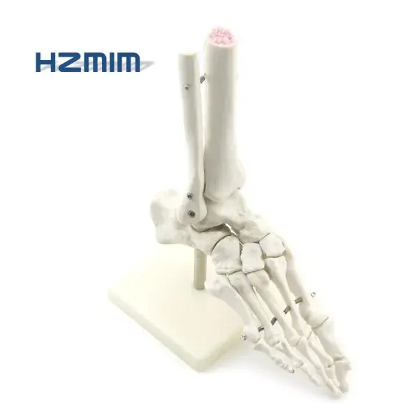 Plastic Foot Skeleton Model for Medical Science