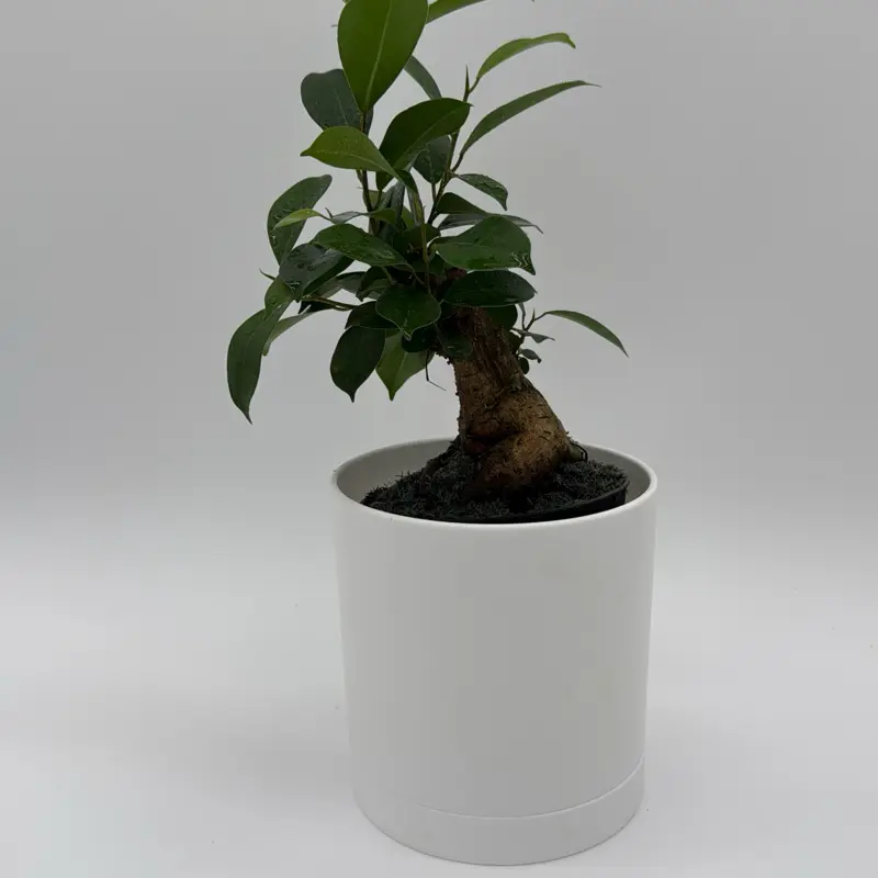 Ficus Ginseng Pre Bonsai Plant Rare House Plant Live Tropical Indoor Home Decoration Unique Striking Leaves Easy Care Bright Indirect Light Decorative
