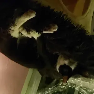 review image 5