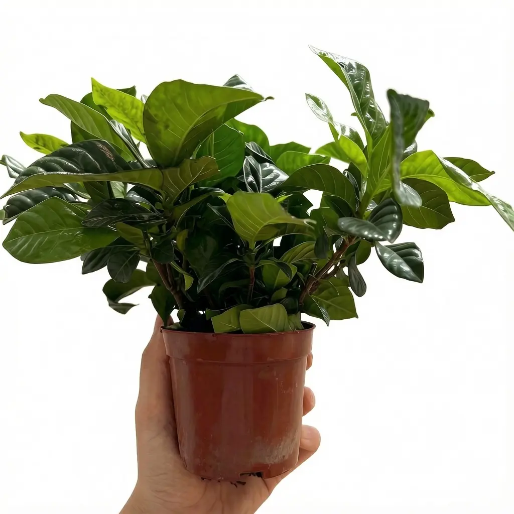 Gardenia Starter Shrub Cuttings, Fragrant Flower Plant Cuttings, Novice Friendly for Indoor Patio Pots