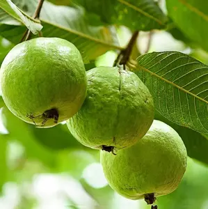 GARDEN Yellow Lemon Apple Guava Seed 100 Non-GMO Heirloom Sweet Fruit Great Taste Robust Flavor High Yield Flourishing All Seasons