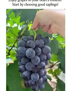 Kyoho Grape Vine Starter Plant – Big Juicy Purple Table Grapes for Backyard Garden, Climbing Fruit Vine for Trellis, Pergola & Patio Containers