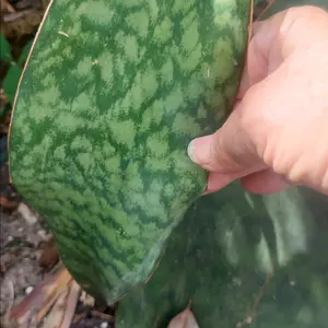 Whale Fin Sanseveria snake Plant. approx  10" tall