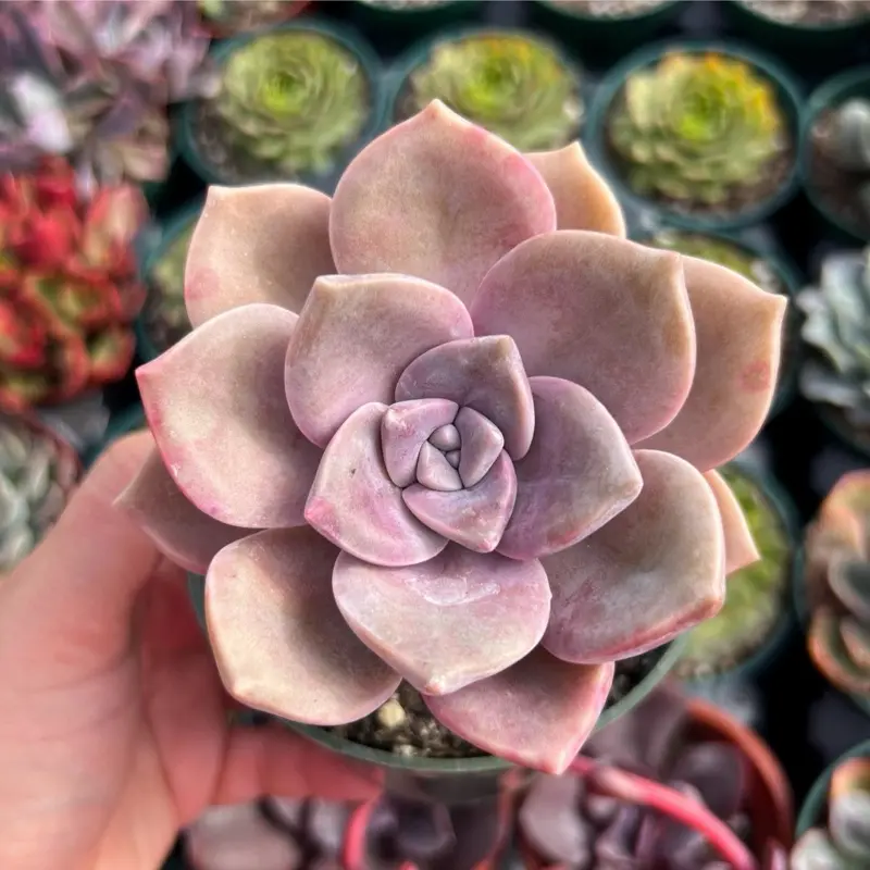 Graptopetalum Purple Delight Succulent Plant Graptopetalum Purple Delight Succulent Plant