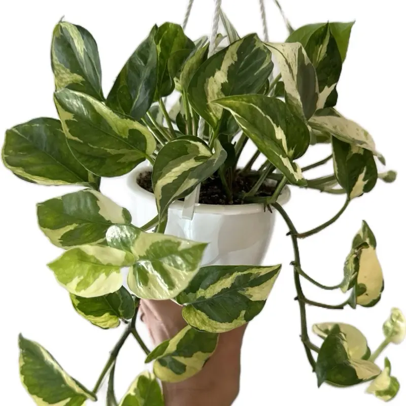 Pothos Pearl & Jade Hanging Basket 4.5in Live Houseplant - Easy Care Epipremnum