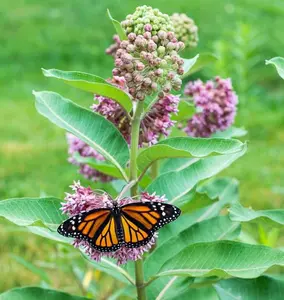 100pcs/pack Milkweed Flower Seeds For Planting USA Rare Seeds to Plant Annual Flower Seeds