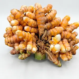 Fresh turmeric root Healthcare Edible Supplement Fitness