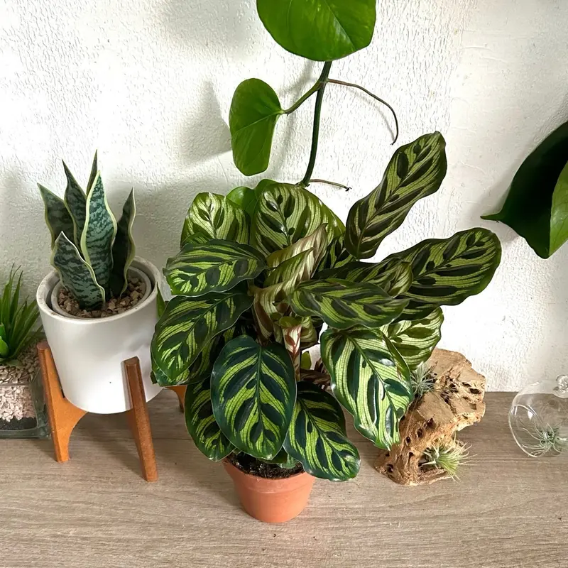 calathea toxic to cats - TikTok Shop