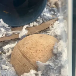 Coconut Shell Hideout Cave for Dwarf Hamsters & Small Pets, 3.9-5.1 Inch Size, Natural Material, Ideal Pet Accessory, Hamster Cage Habitat