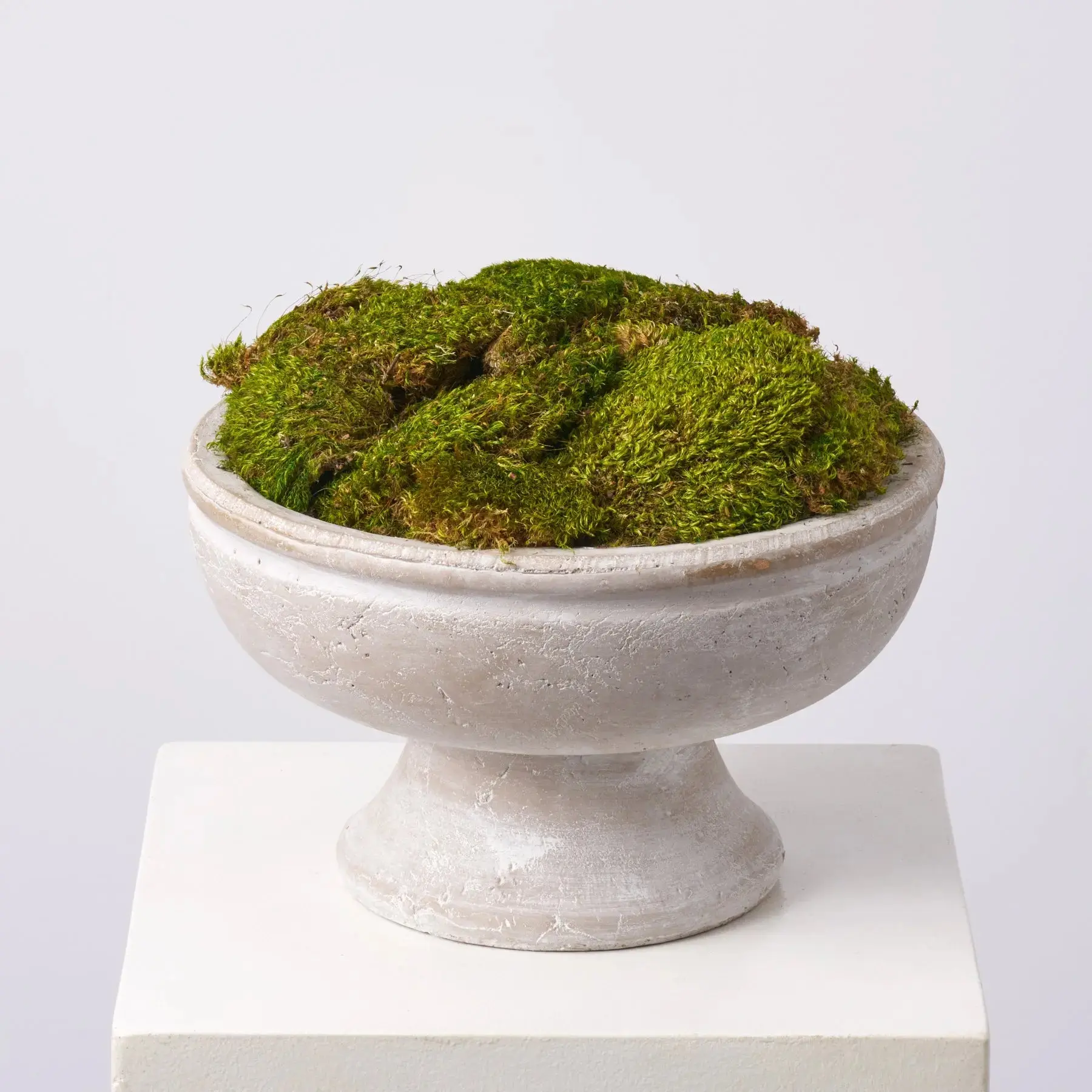 Natural Royal Moss Mound Decor in Large Stone-Washed Concrete Compote Vase, Organic Floral Room Plants Everyday Spring Arrangement