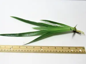 One Starter Plant, Blue/white Iris, Neomarica Gracilis