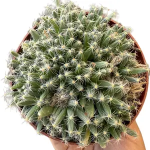 Miniature Desert Rose Trichodiadema densum - 4 inch pot