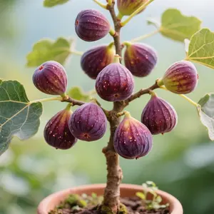200 PCS Hardy Fig Seeds – Drought Tolerant, Easy to Grow, 2-5 Meters Tall, Perfect for Home Gardens and Fruit Lovers
