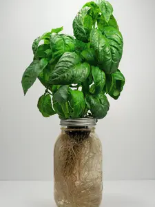Genovese Basil - Fresh Hydroponic Herbs in Glass Jar - All Seasons - Perfect for Cooking & Gifting