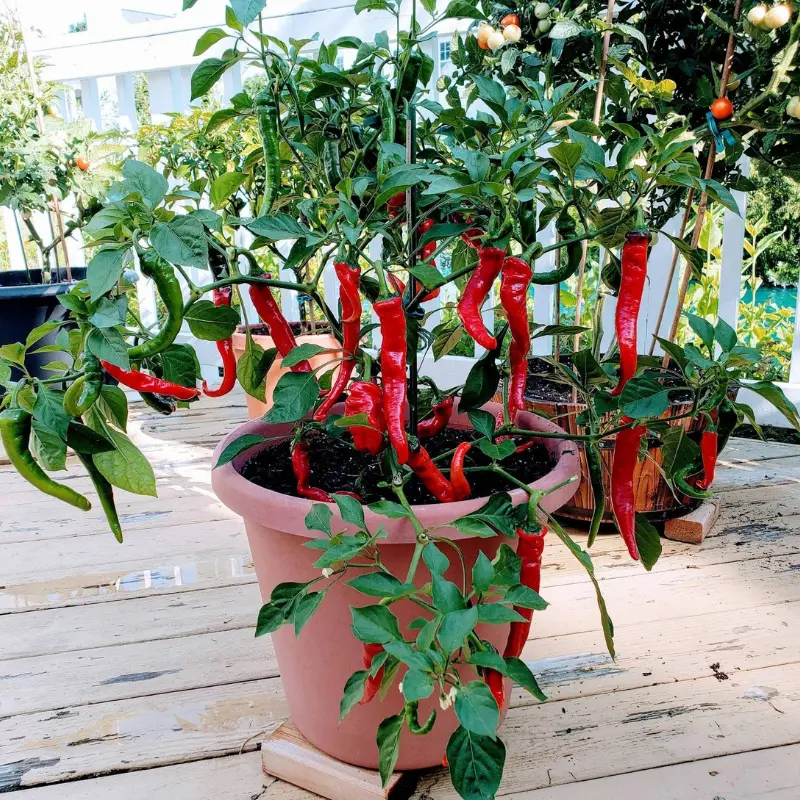 Hot Portugal Pepper Seeds (Capsicum annuum) Productive heirloom pepper producing long red fruits with medium heat, excellent for fresh use, roasting, and drying