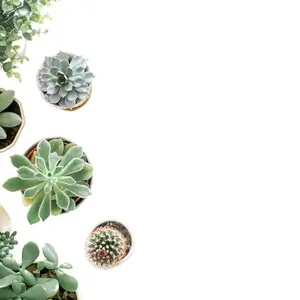 Mystery Succulent or Cactus – Random Pick | 2” Potted Plant