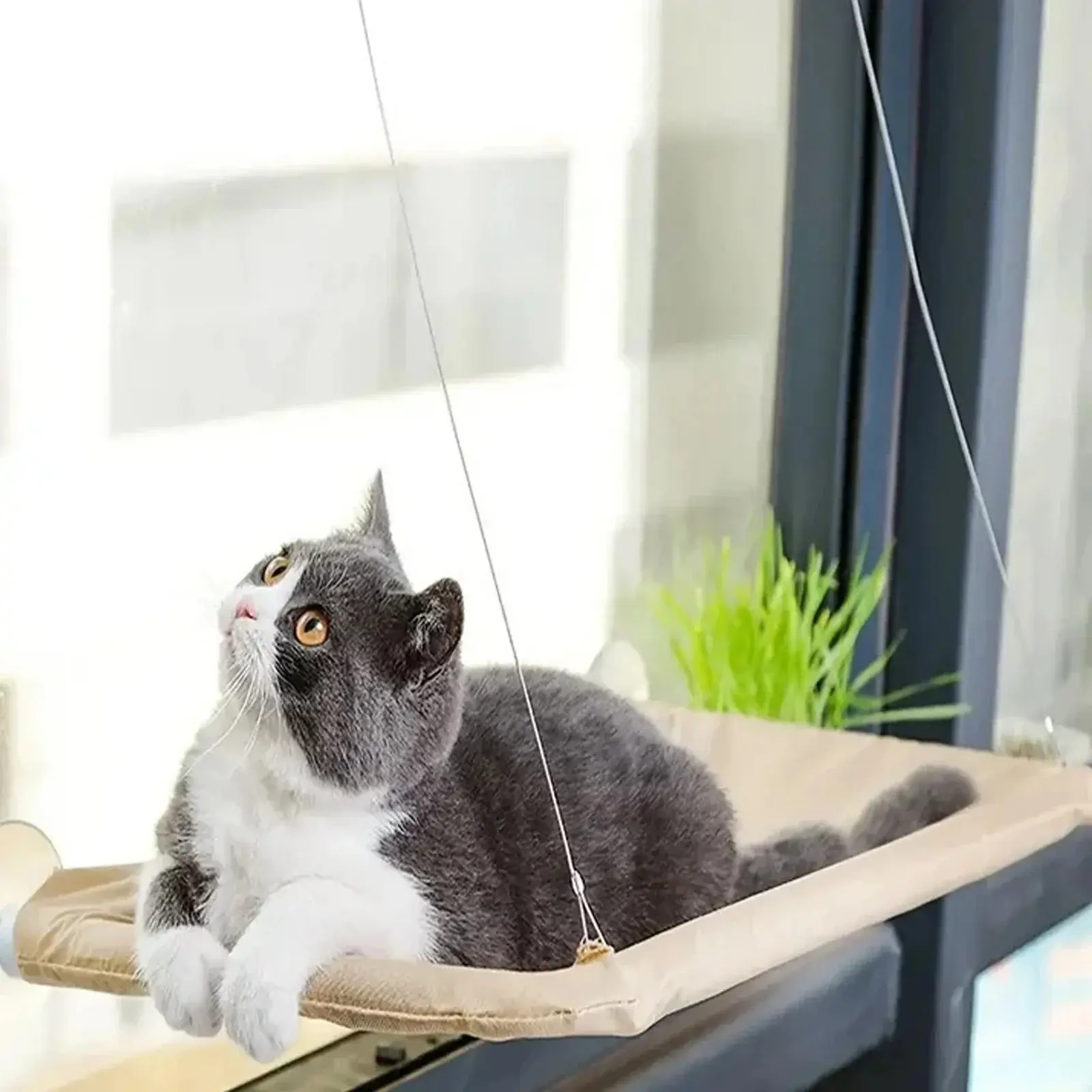Cat Window Perch Hammock Bed - Nylon Fabric, Strong Stays Put Suction Cups, Reinforced Fall-Proof Detachable Set, Adjustable No-Tool Installation, Indoor Home Sun Lounging Kitty Sunbathing Lounger for Most Windows, Quick‑Clean Cover
