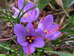 Rare Saffron Spice Crocus Bulbs - 10 Bulbs to Grow - Delicate Lilac Purple Flowers with Vivid Red Stigmas - Perfect for Exotic Plant Enthusiasts - Zones 5-9