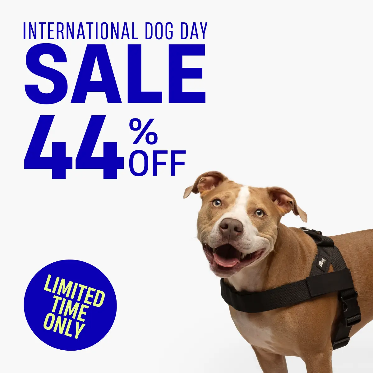 Dog Friendly Co. Walking Harness - Easy-to-Fit No-Pull Design, Chafe-Resistant Lightweight Straps, Adjustable Straps for Perfect Fit - Secure Walks, All-Day Wear Comfort - Simple Clip for All Dogs