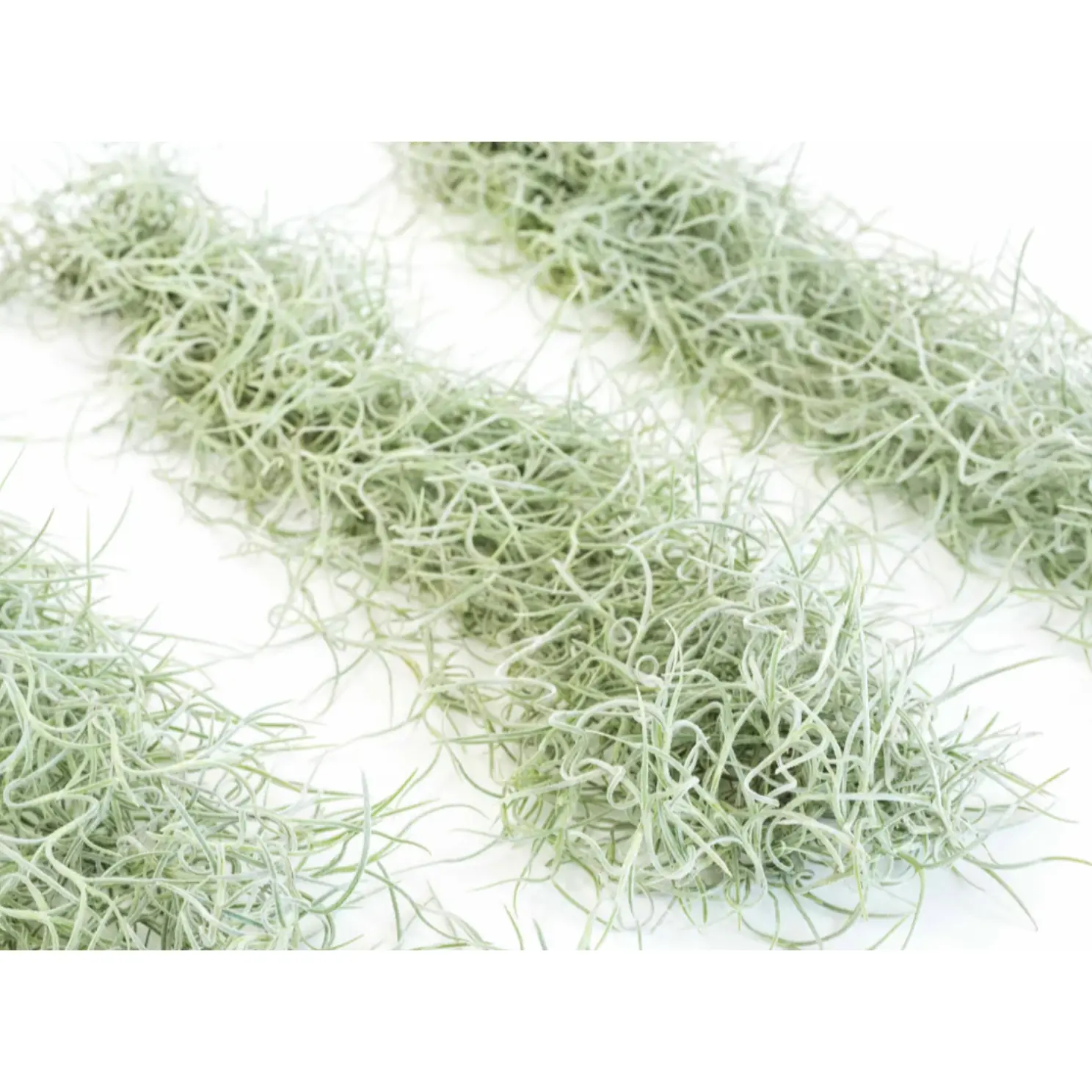 Living Spanish Moss Clump, Usneoides Air Plant [S2]