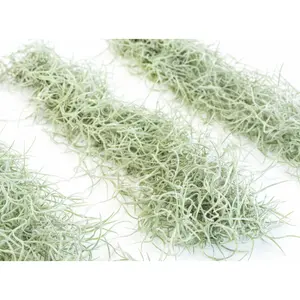 Living Spanish Moss Clump, Usneoides Air Plant [S2]