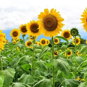 CZ GRAIN Skyscraper Sunflower Seeds for Planting - 30 Seeds - Rare Exotic Garden Seeds - 15-20 Feet Tall with Giant 18 Inch Flowers - Easy to Grow for Bees & Butterflies
