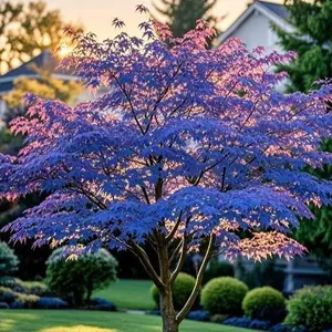 10pcs Japanese Maple Tree Seeds for Planting, Garden Maple Seeds for Outdoor Growing, Seeds Only, Not Live Plants