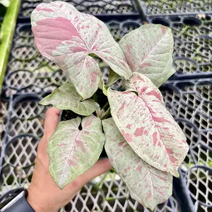 Syngonium Milk Confetti in 4 inch pot - Live Plant