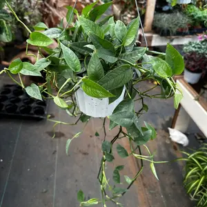 Cebu blue pothos plant 6 in pot