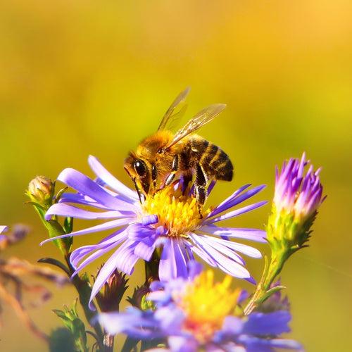 The Complete Acne Stopper Starter Pack