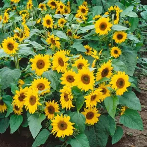 Organic Dwarf Incredible Sunflower (Helianthus annuus 'Dwarf Incredible') – Compact, Large Blooms, Great for Borders and Containers – 25+ Seeds