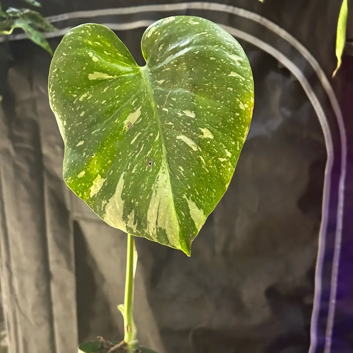Monstera Thai