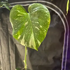 Monstera Thai