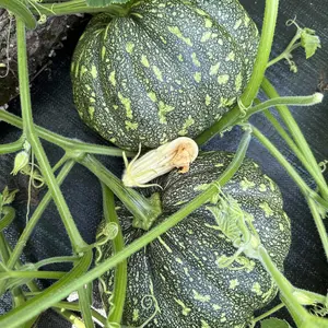 20 Bangla Sweet Dotted Pumpkin Seeds – High-Yield, 75–80 Day Harvest, Indian Variety for Home Garden