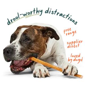 Free Range Bully Sticks for Dogs -Grass-Fed Long Lasting Natural Dog Chews for BullySafe Device(6" & 12" | 5, 10, 25 Packs)
