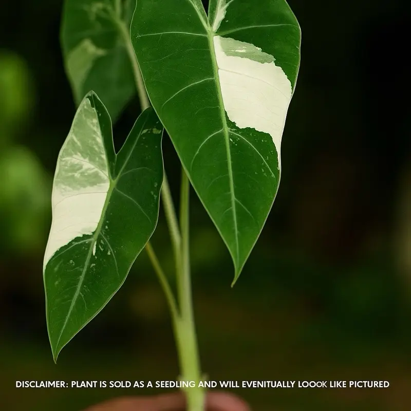 philodendron firebird - TikTok Shop