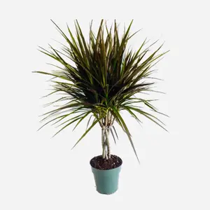 6" Dracaena Marginata Braid