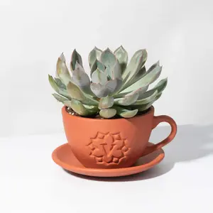 Growers Choice Mystery Succulent 4" Lyfe Tea Cup