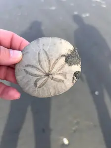 sand dollars, sea biscuits, mermaid money, ocean cookie.
