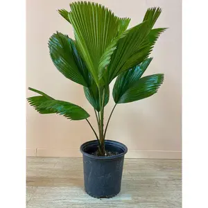 Vanuatu Fan Palm - Ruffled Fan Palm - Live Plant in a 3 Gallon Growers Pot - Licuala Grandis - Extremely Rare Ornamental Palms of Florida