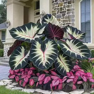 800pcs Hosta seeds ready to plant - Shade-loving perennial foliage plant with vibrant colors - Easy to grow, non-GMO, with a high germination rate - Low maintenance garden plant, perfect for outdoor landscaping, borders, paths, patios and home decor