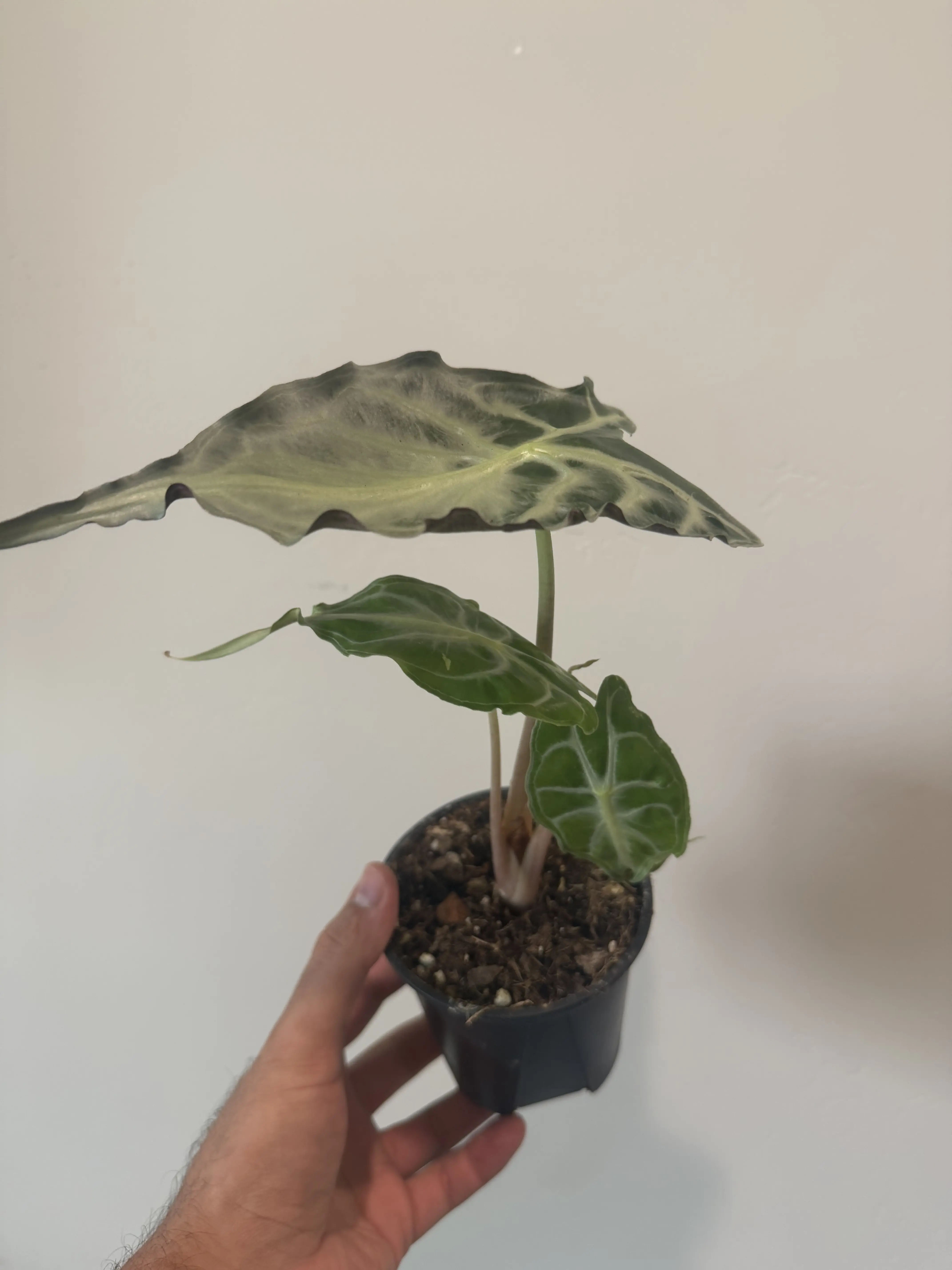4'' Alocasia Venom
