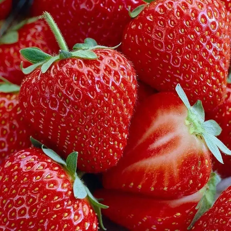 Organic Strawberry Seeds (1000+pcs) – Non-GMO Sweet Red Fruits for Home Garden Planting