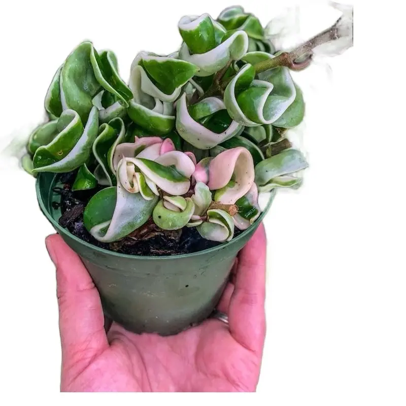 4” Variegated Hoya Rope Plant – Indoor Live Plant, Roped Leaves for Trailing, Beginner Friendly, Medium Sized,  Pet Friendly, Rare Plant, Bright Light, Perfect Houseplant Gift