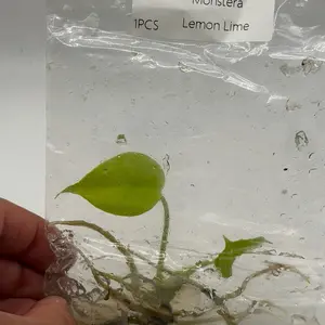 Monstera Lemon Lime – Tissue Culture Plant | Rare Neon Foliage | Easy Tropical Houseplant | Collectors Edition TC