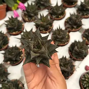 Haworthia Fairy’s Washboard 2” pot succulent Plant